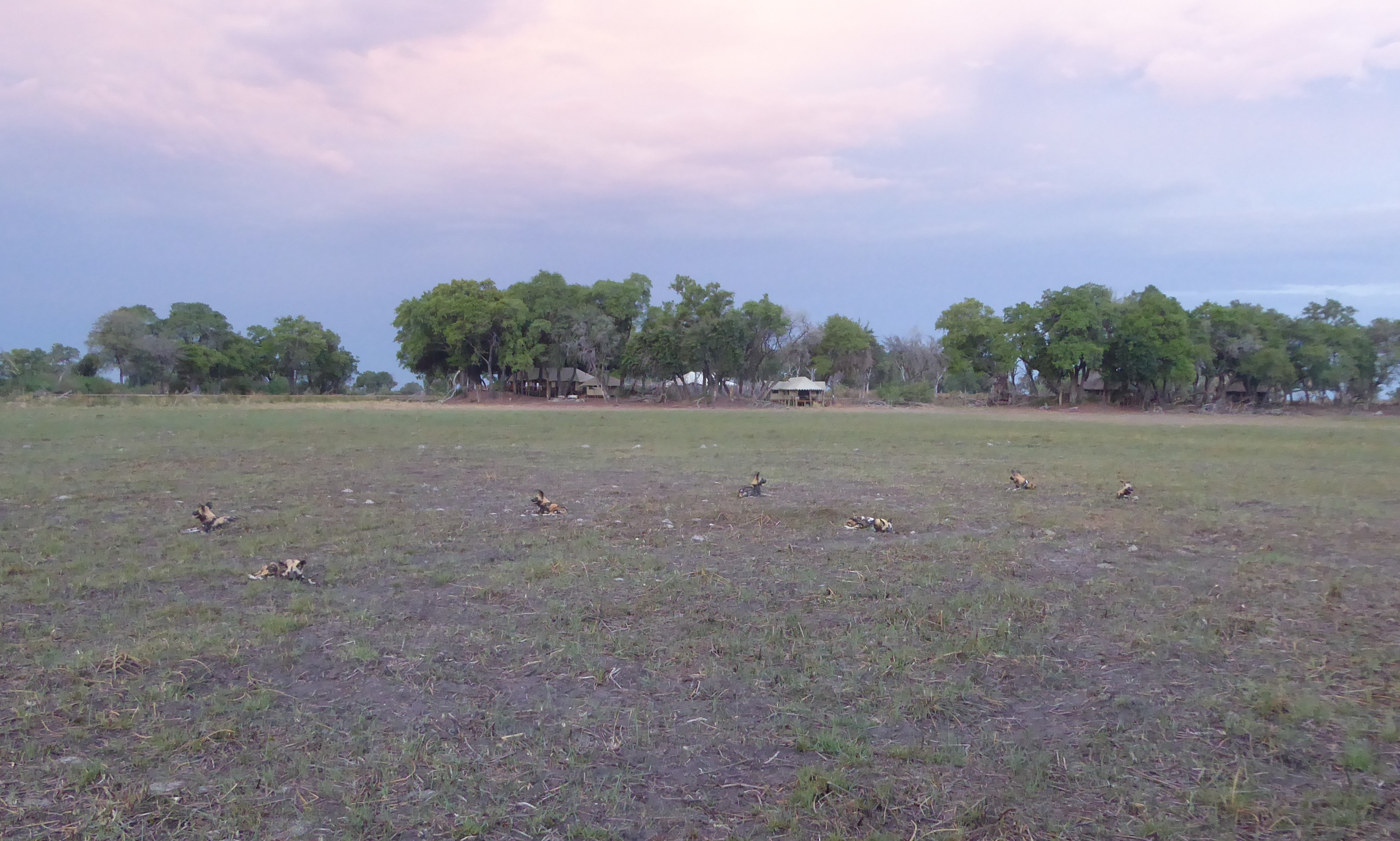 Dogs in riverbed at Duba